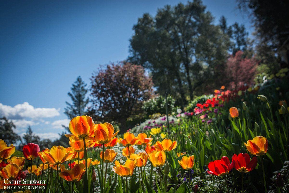 tulips