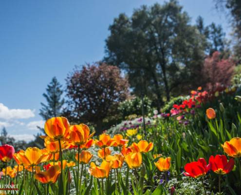 Tulips