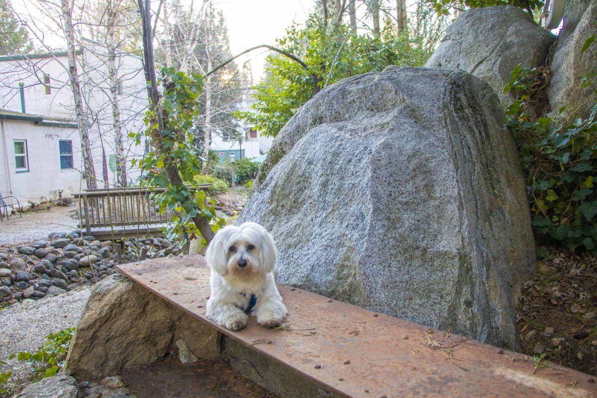 Dog Friendly Motel