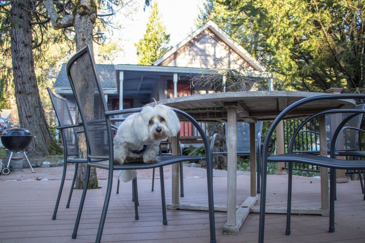Dog Friendly Motel