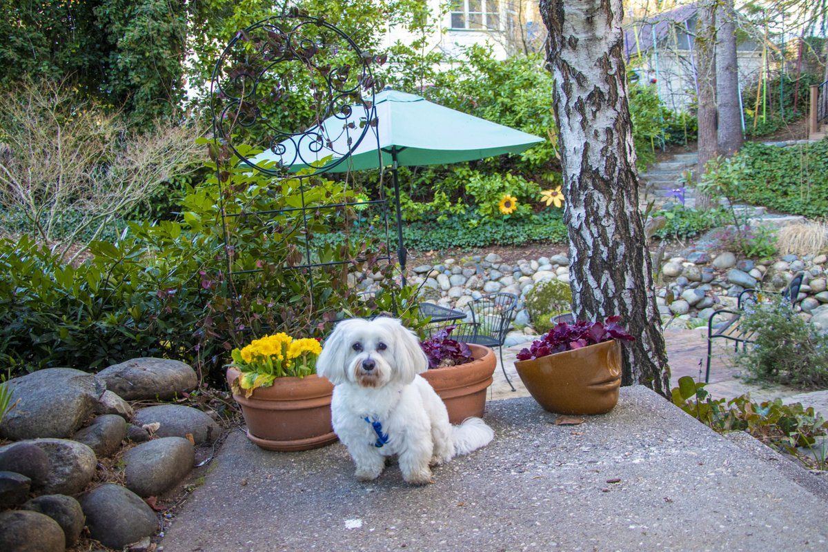 Dog Friendly Motel