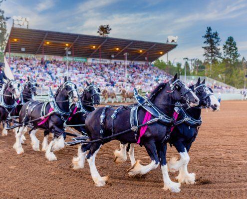 Draft Horse Classic
