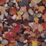 Fall Colors