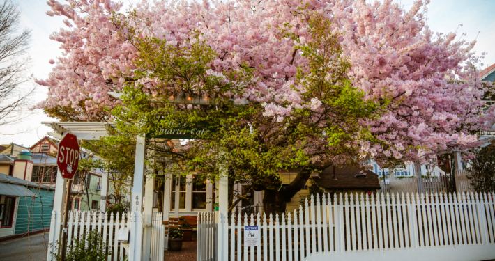 Ike's Cherry Tree