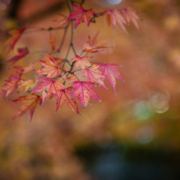 Fall Colors