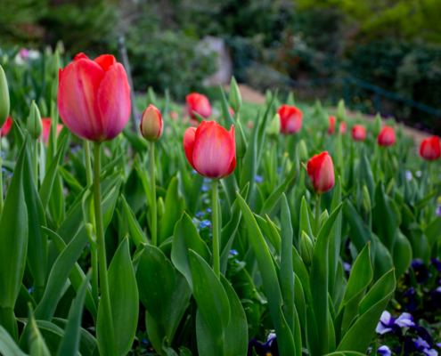 tulips