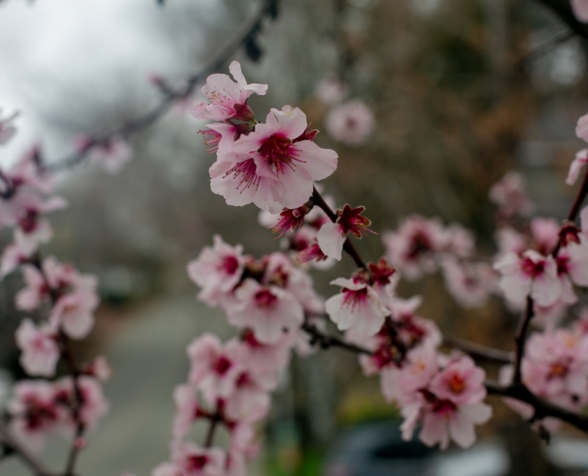 Spring flowers